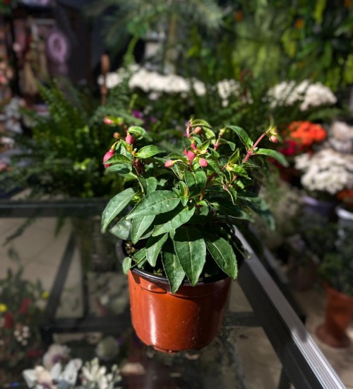 Küpeli Sarkan (kucuk)