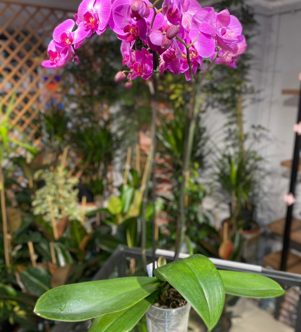 Orkide Çift Dal MOR