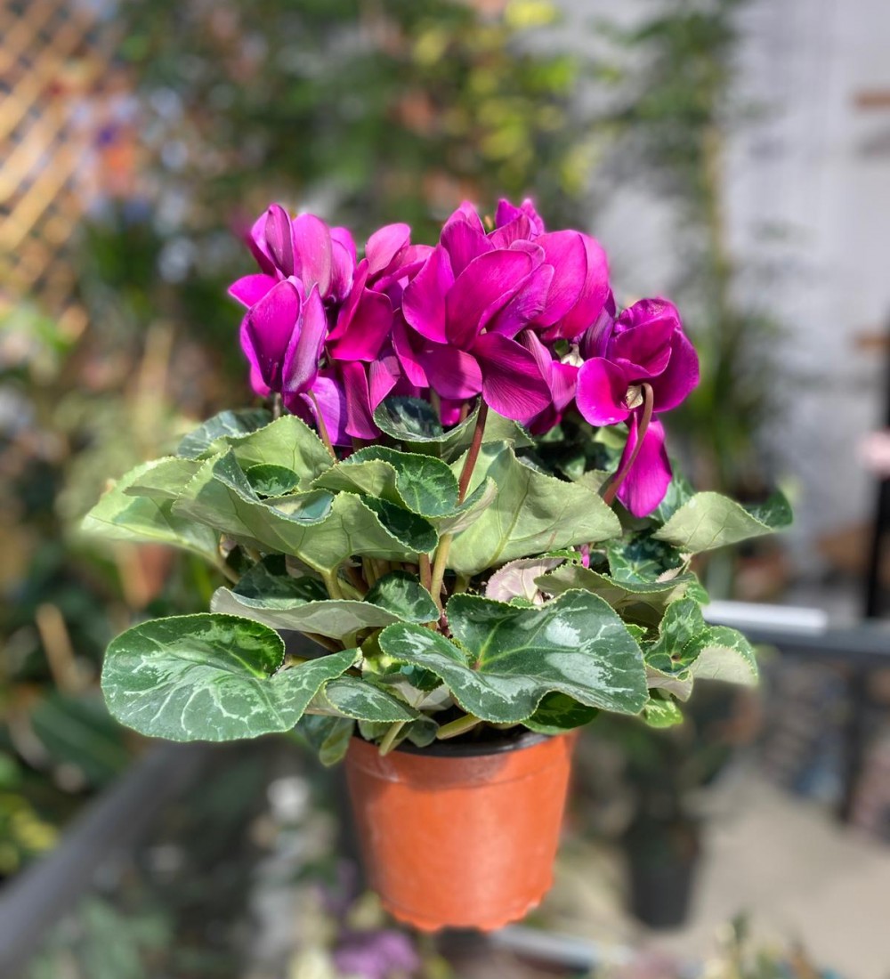 Sklamen (Cyclamen) Mor