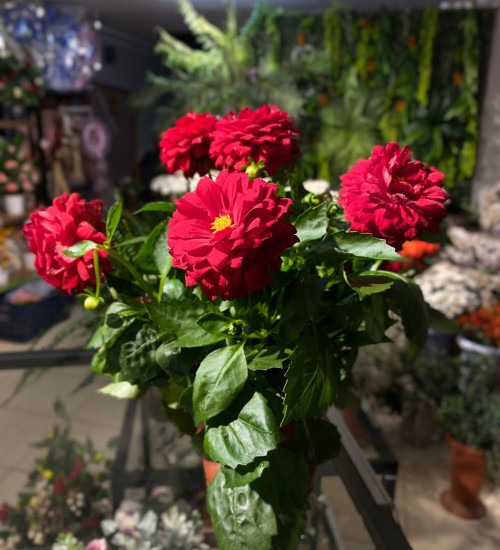 YILDIZ (BUYUK BOY) KIRMIZI