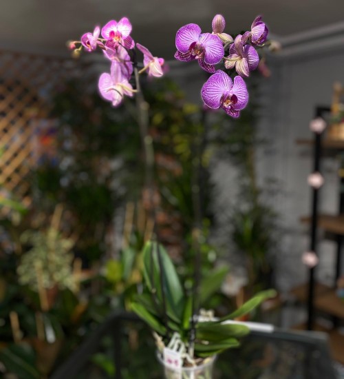 Orkide Çift Dal EBRULİ