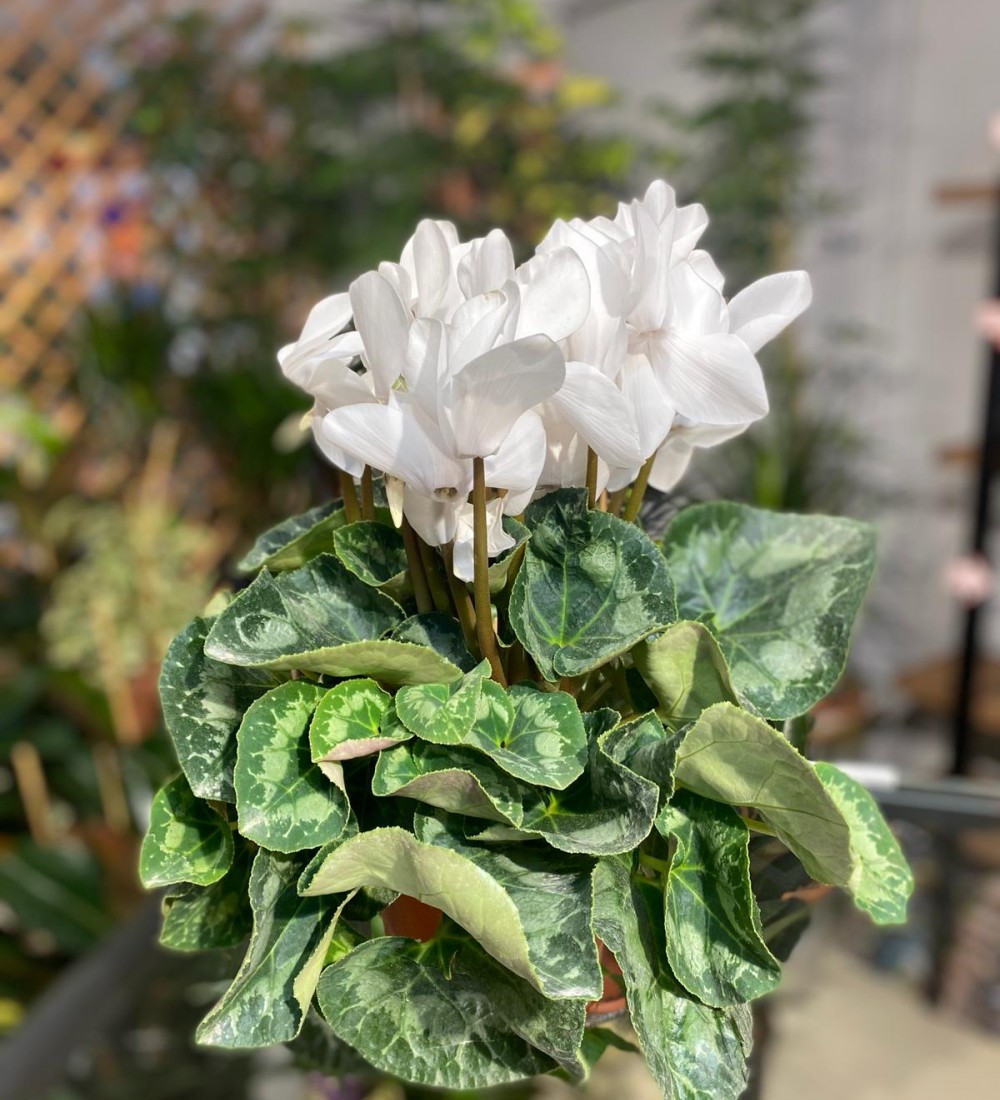 Sklamen (Cyclamen) Beyaz