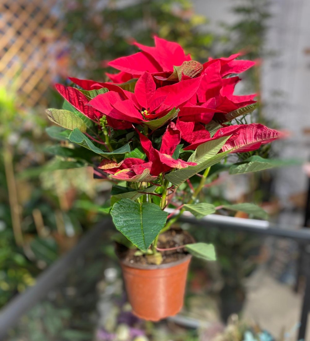 Atatürk Çiçeği (ponsetya)