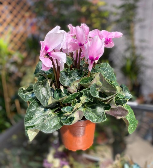 Sklamen (Cyclamen) Açık Pembe