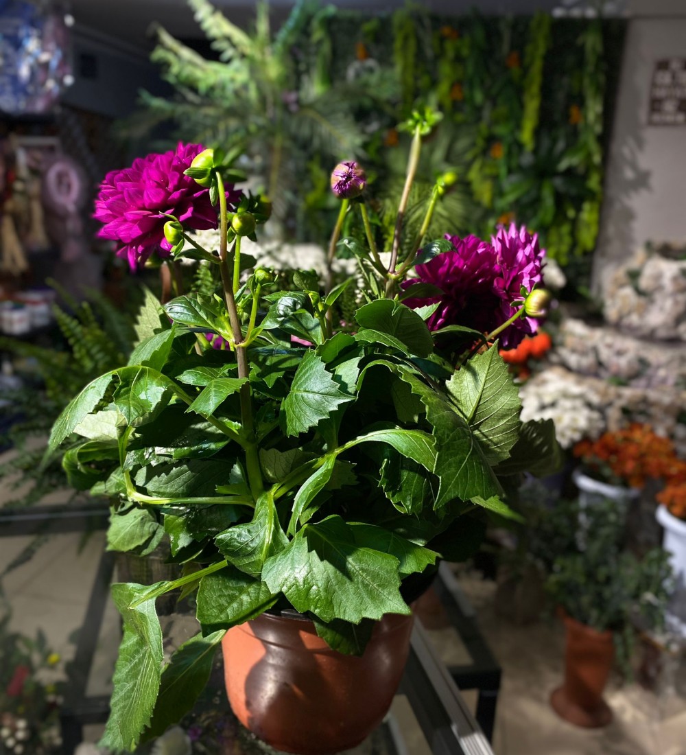 YILDIZ (BUYUK BOY) MOR