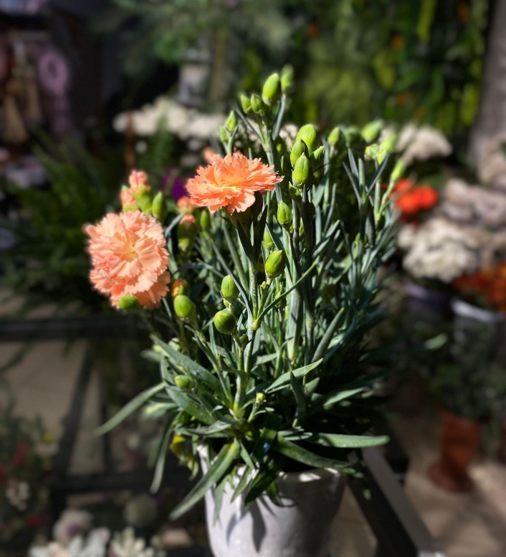 KARANFIL MINI (TURUNCU)