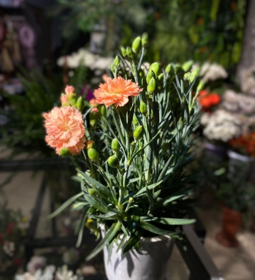 KARANFIL MINI (TURUNCU)