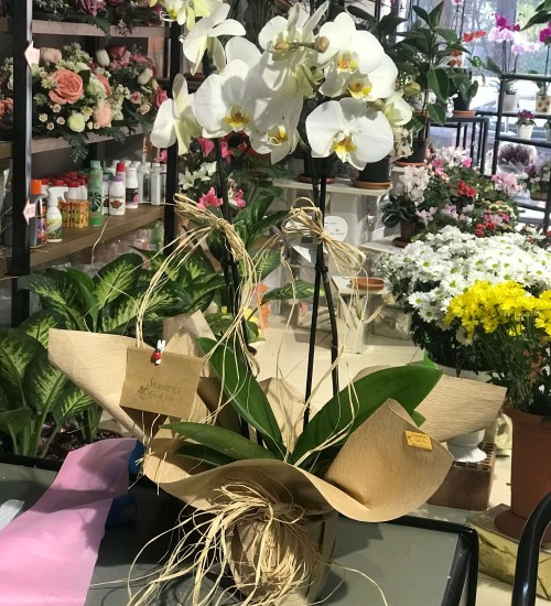 Orkide Çift Dal BEYAZ