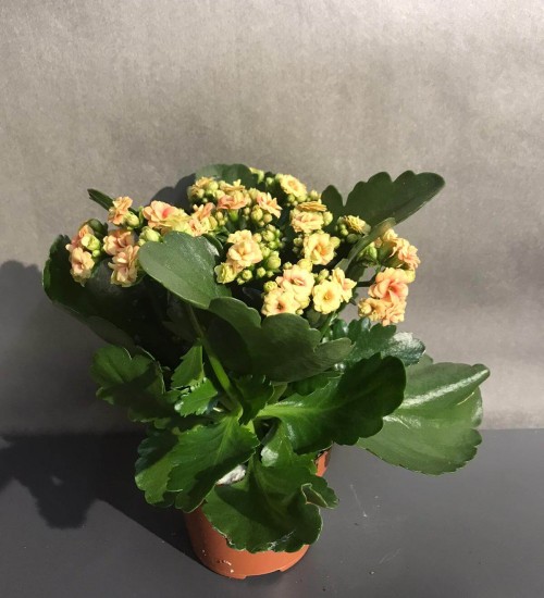 Kalançio Sarı Kalanşo