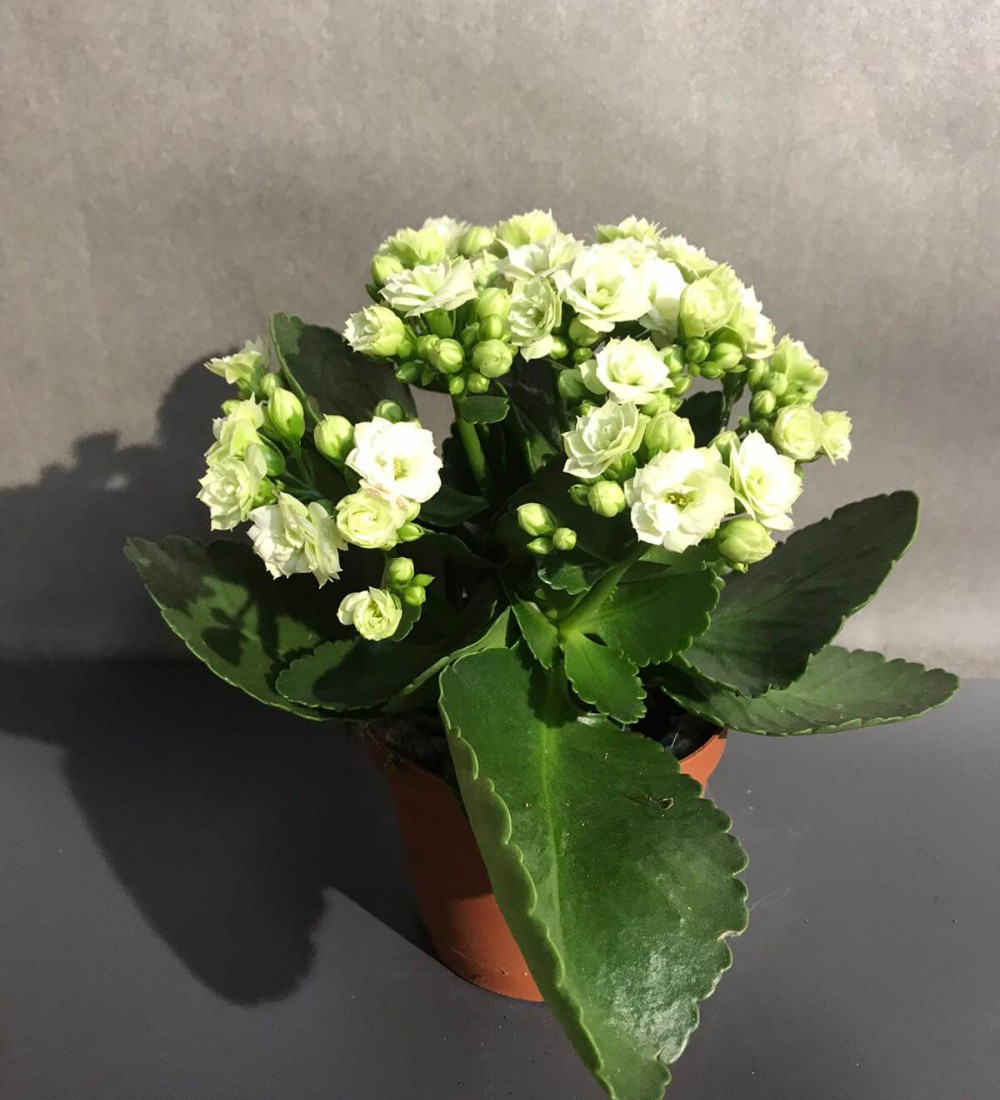 Kalançio Beyaz Kalanşo