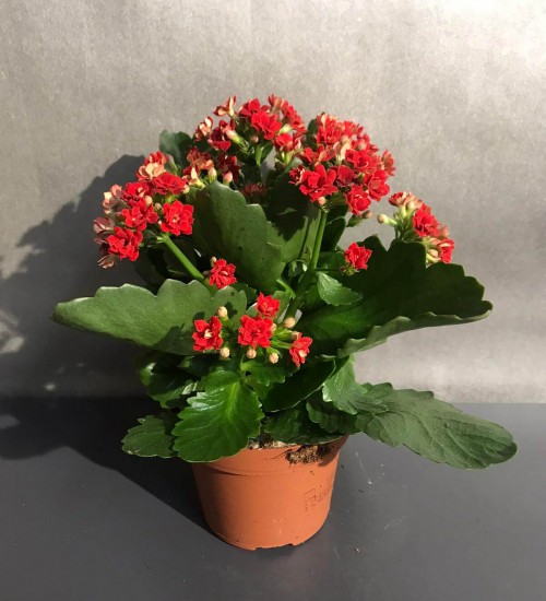 Kalançio Kırmızı Kalanşo