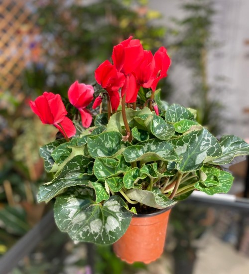 Sklamen (Cyclamen) Kırmızı