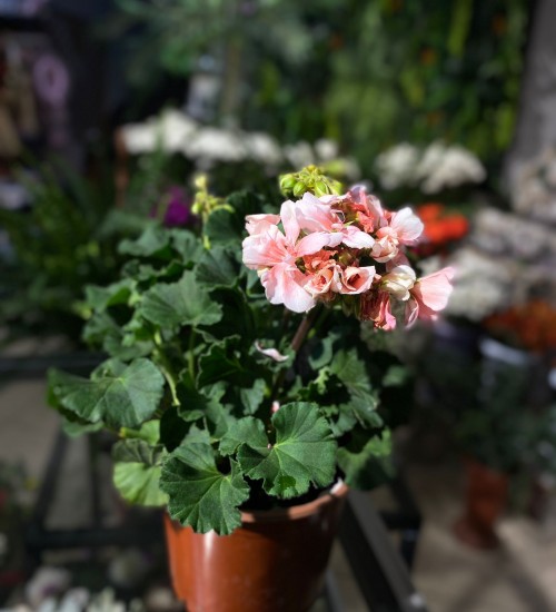 Sardunya (ACIK PEMBE)