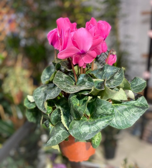Sklamen (Cyclamen) Pembe
