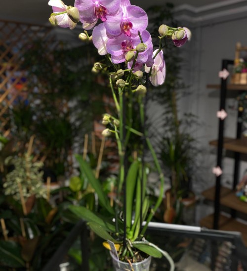 Orkide Çift Dal Pembe