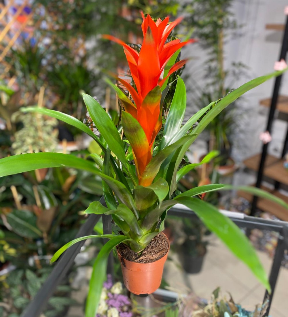Guzmanya (Guzmania)