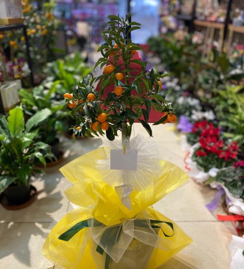 Kumkuat (Kamkat) Meyve